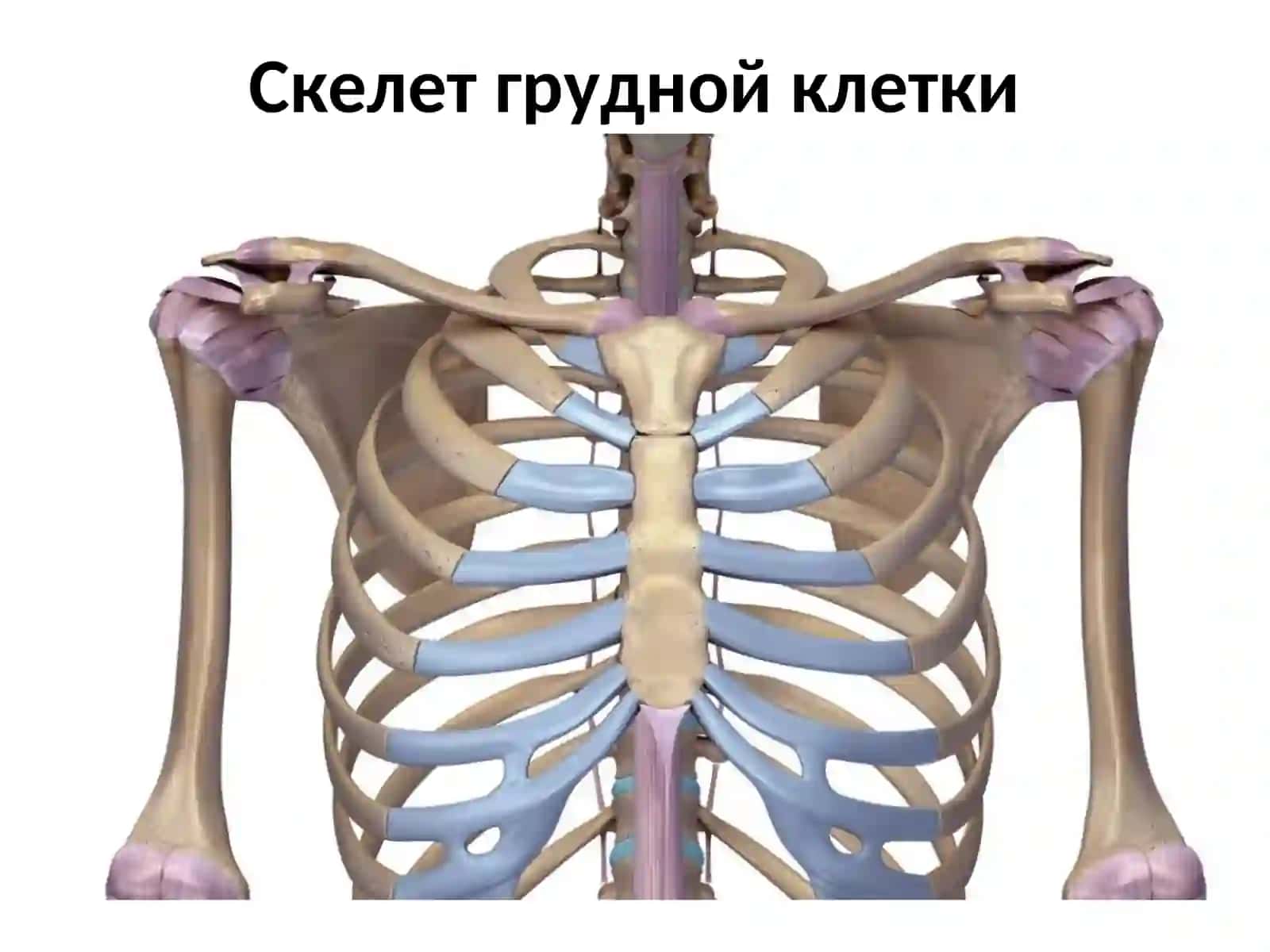 Скелет грудной клетки 2