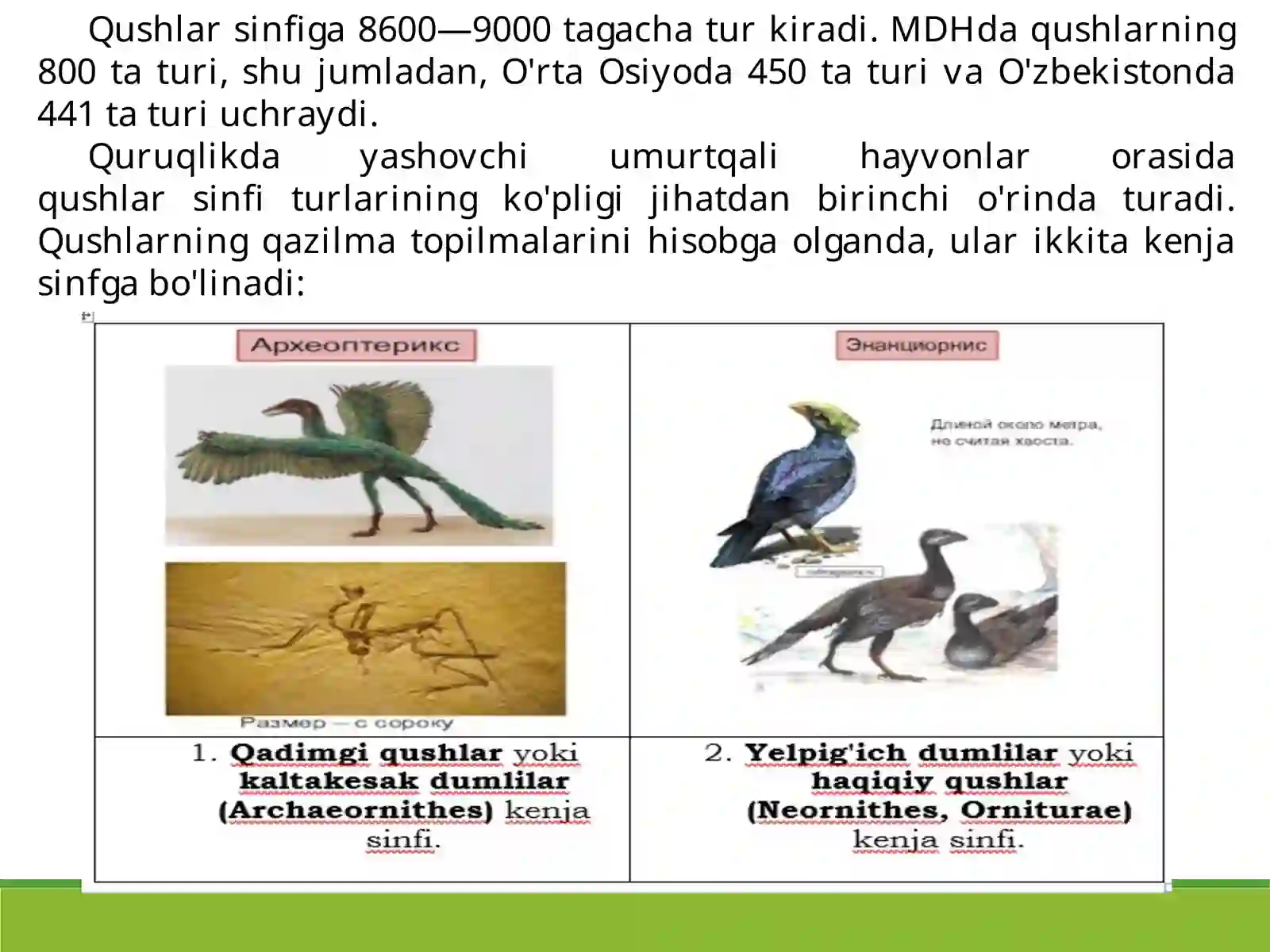 Qushlarsinfining sistematikasi 2