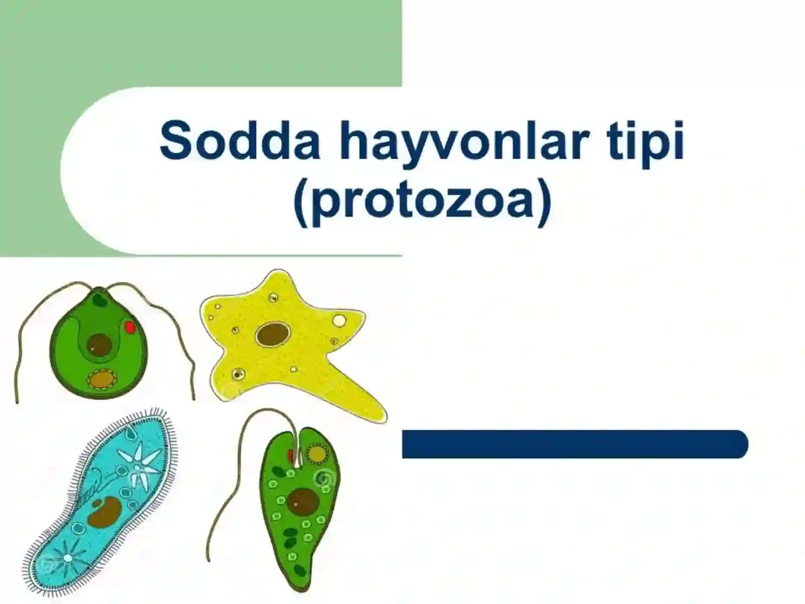 Parazit sodda hayvonlar 2