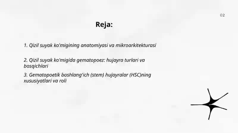 Qizil suyak ko'migi anatomiyasi va regenratsiyasi 2