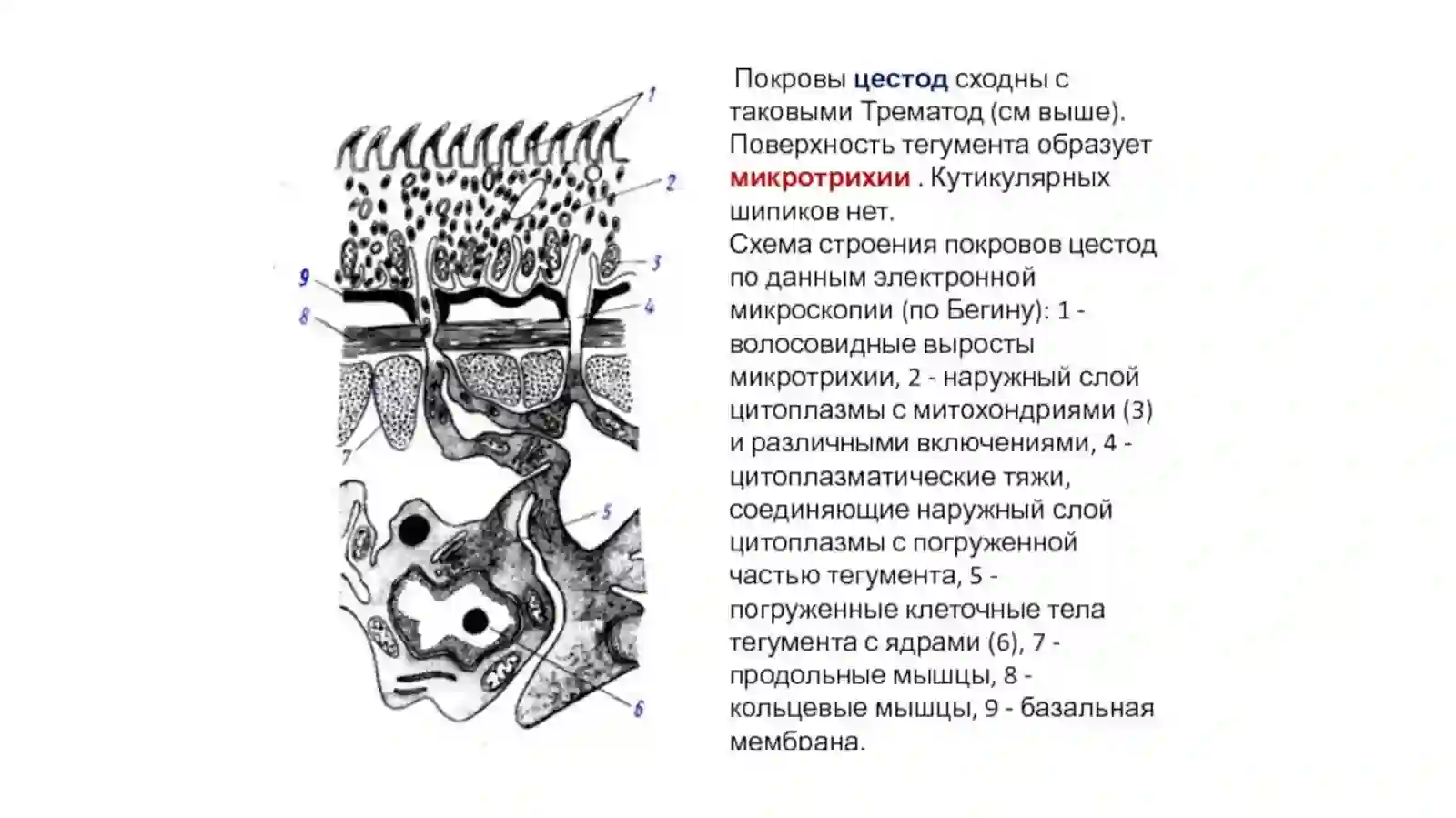 Tasmasimon chuvalchanglar (Cystoda) sinfi 2