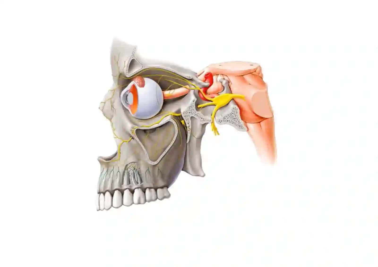 Uch shoxli nerv 3- shoxi, N.Mandibularis 2