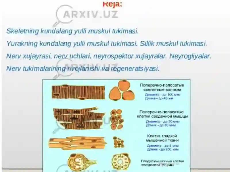 Muskul tuzilishlari 2