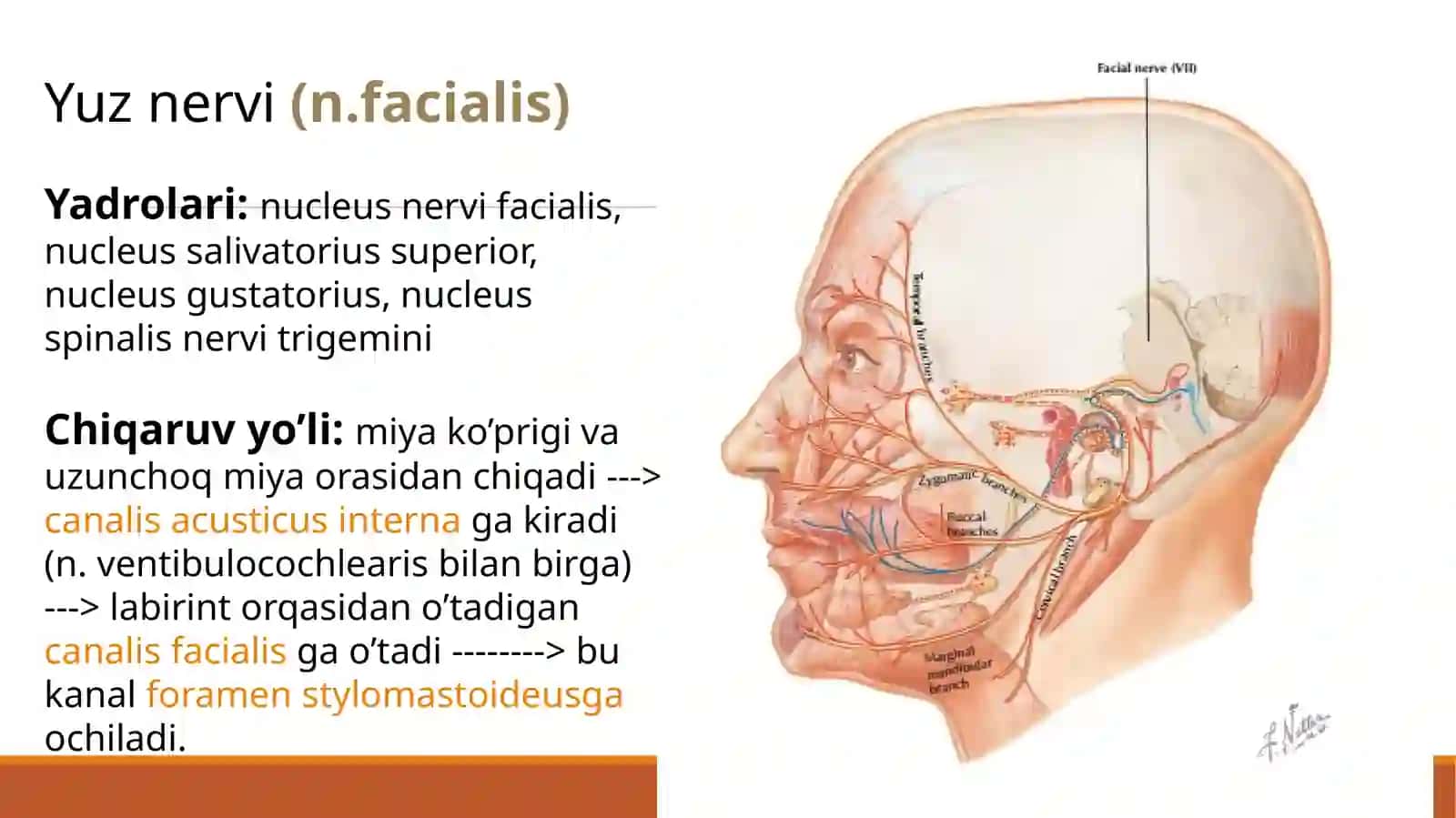 Yuznervi anatomiyasi va kasalliklari 2