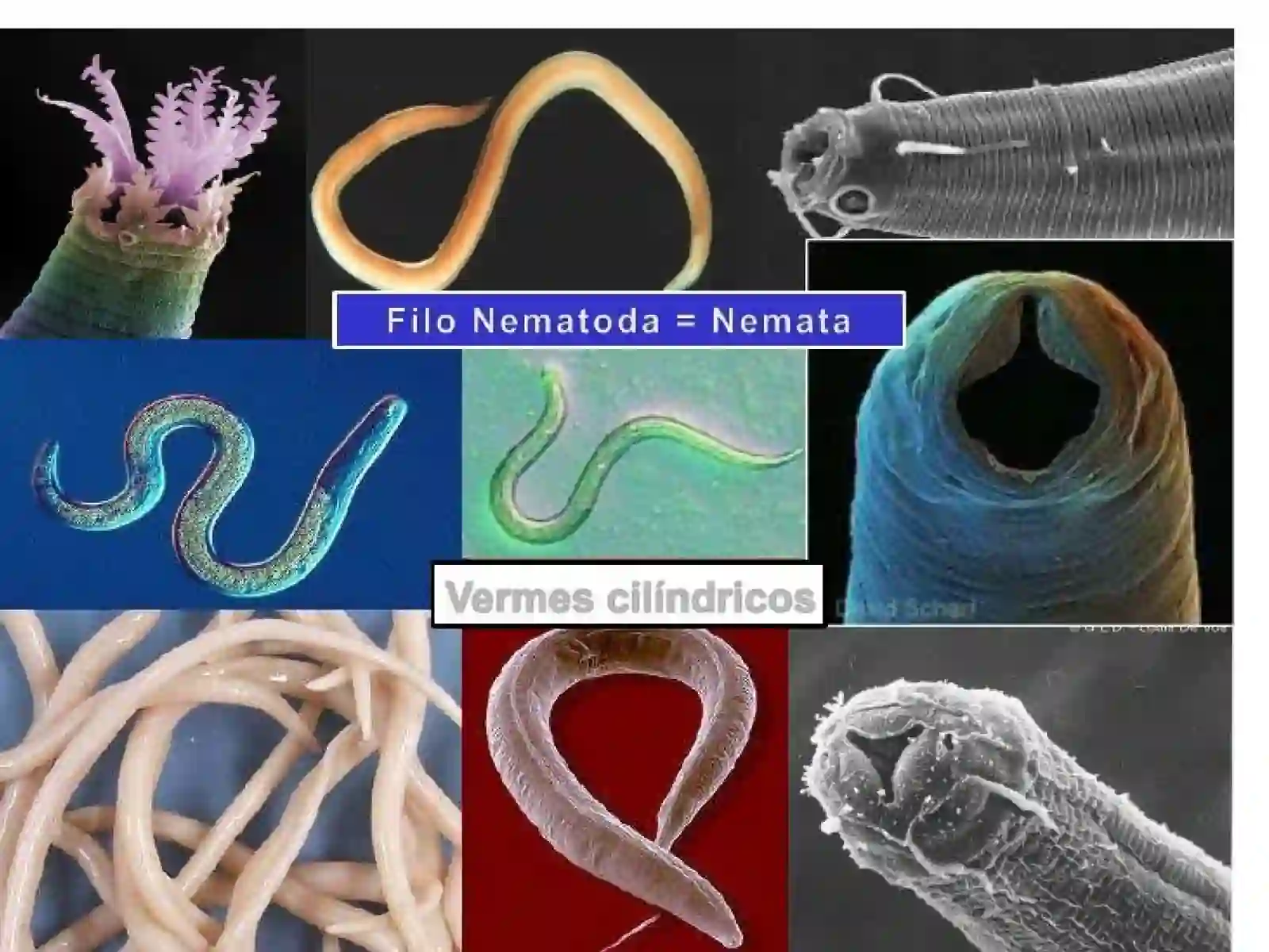 Yumaloq chuvalchanglar (Nematoda) 2