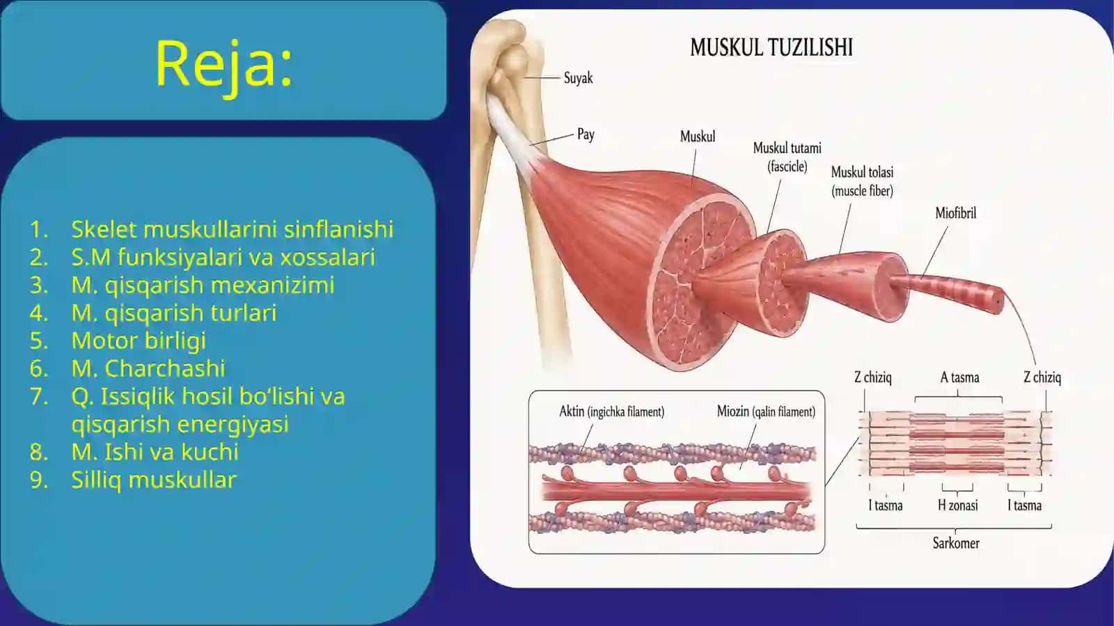 Muskul xossalarini urganish usullari. Silliq va tishli tetanus 2