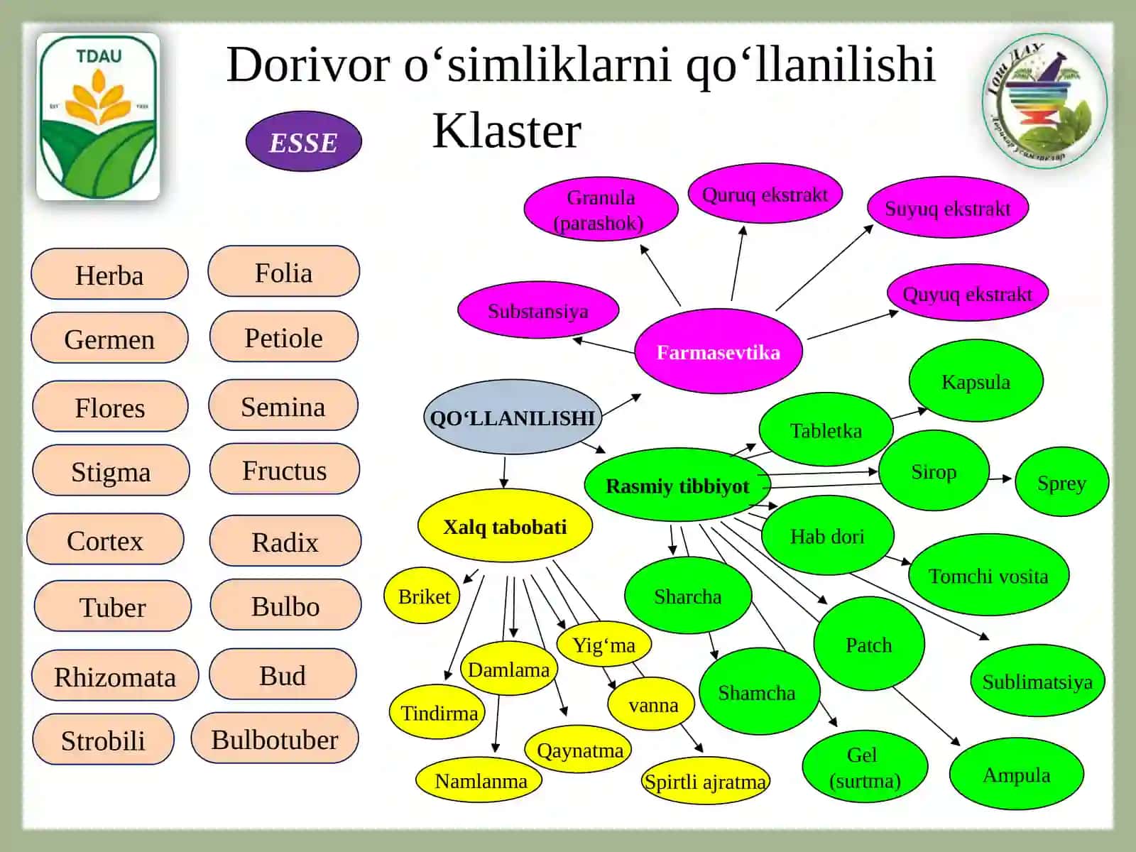 Dorivor o‘simliklar yetishtirish va qayta ishlash texnologiyasi 2