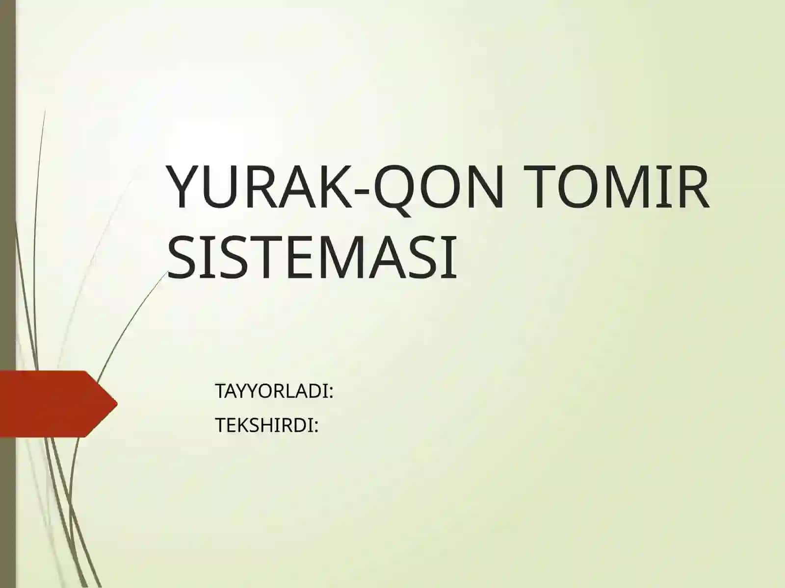 Yurak-qon tomir sistemasining tuzilishi 2