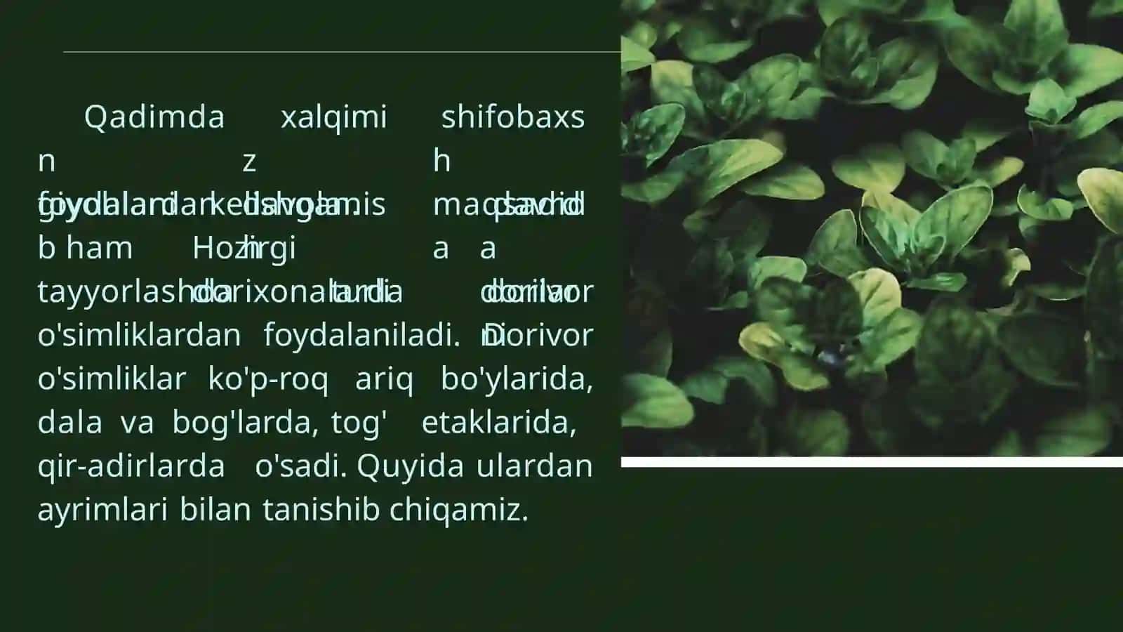 Dorivor o'simliklar 2
