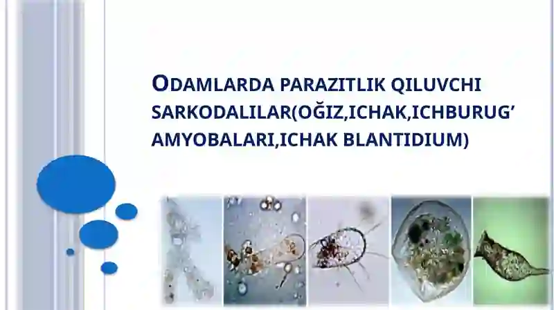 Sarkodalilar 2