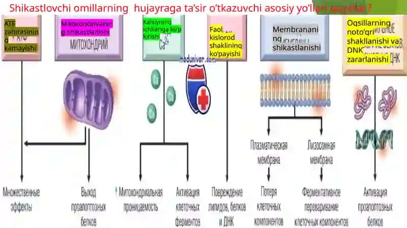 Patologiya fani predmeti va hujayra patologiyasi 2