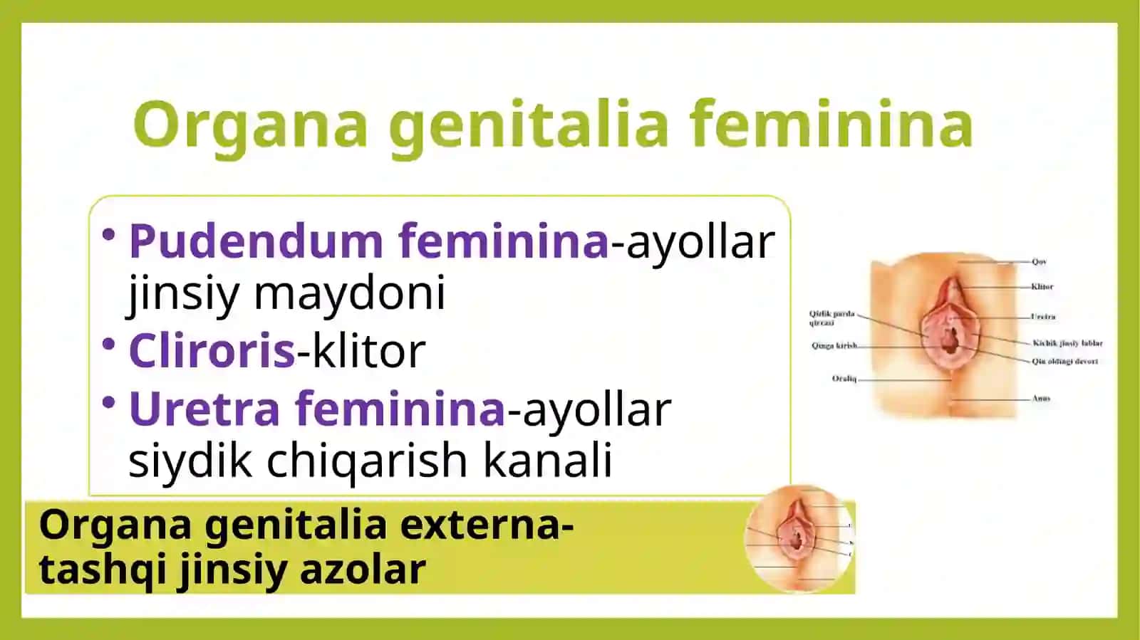 Ayollar jinsiy azolari.Sut bezi 2