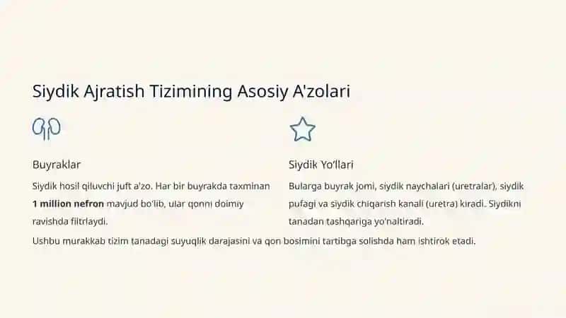 Siydik Ajratish Tizimi: Inson Tanasi Suv Tozalash Fabrikasi 2