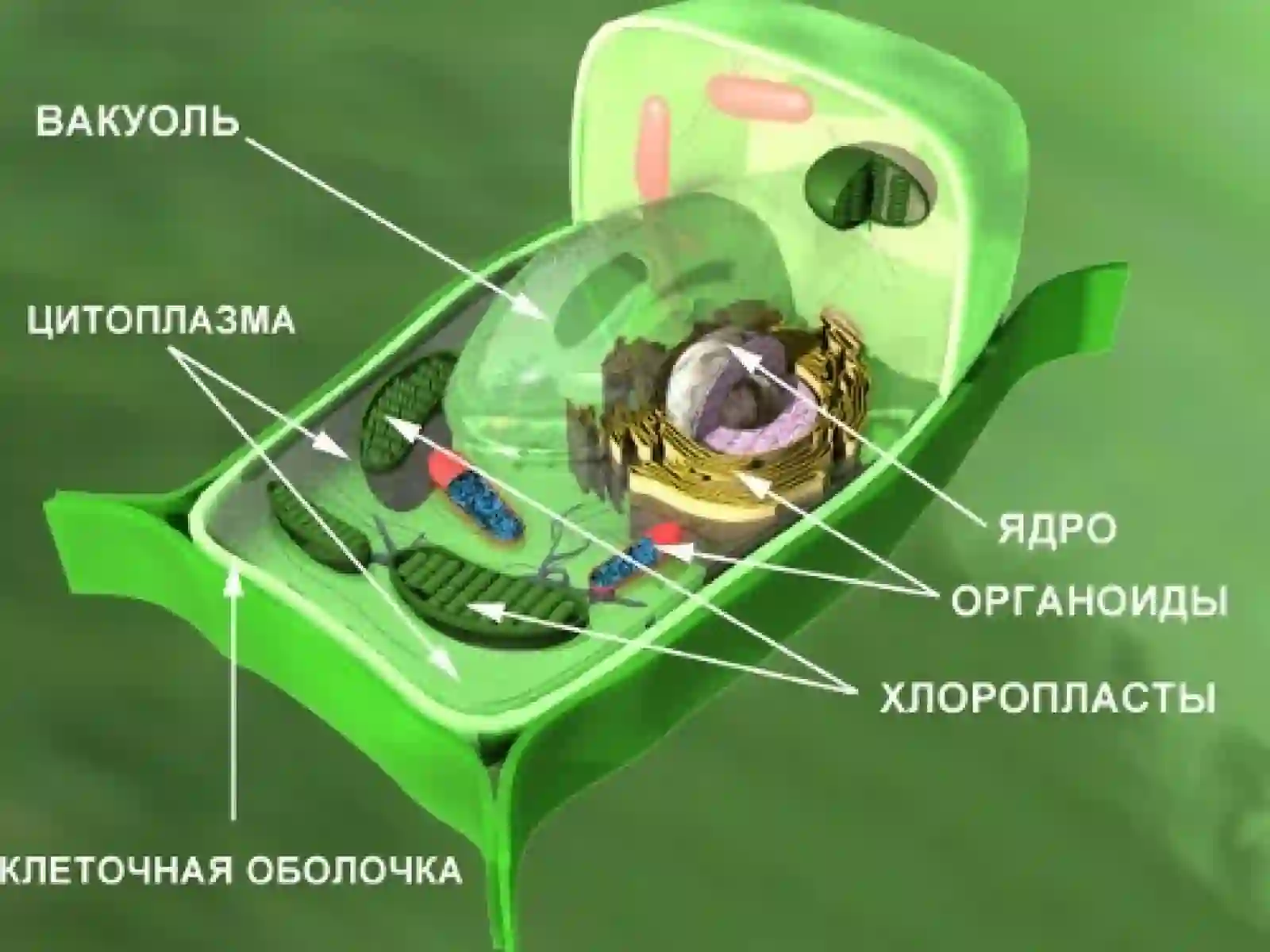 Клетка 2