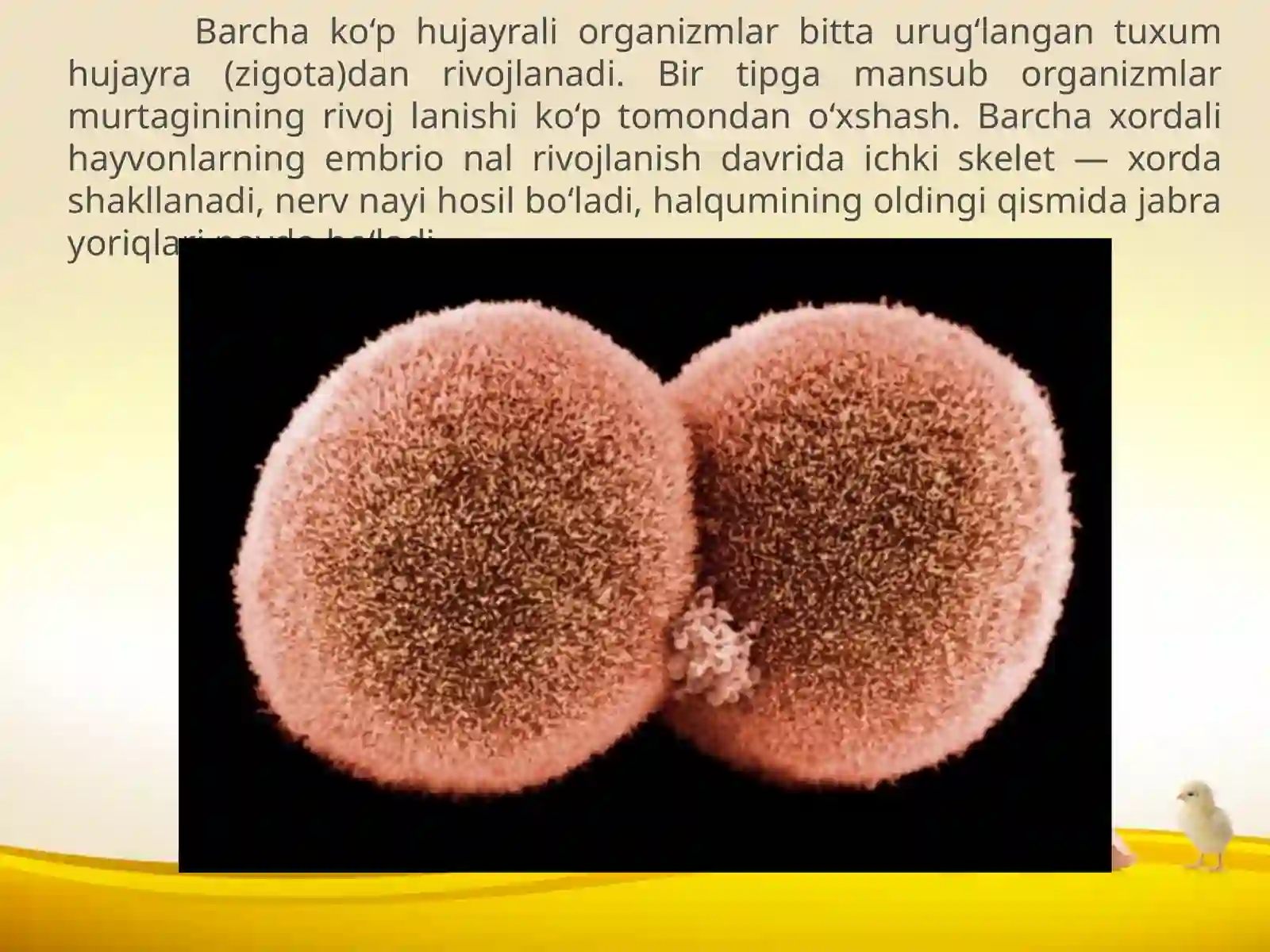 Biogenetik qonun 2