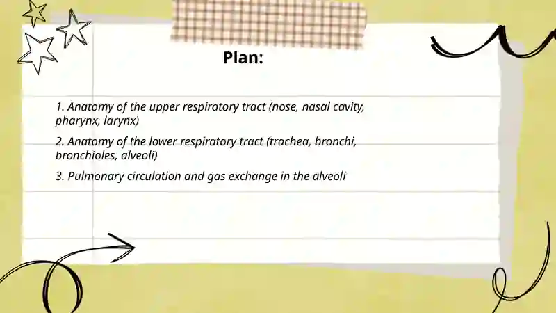 Respiratoty system 2