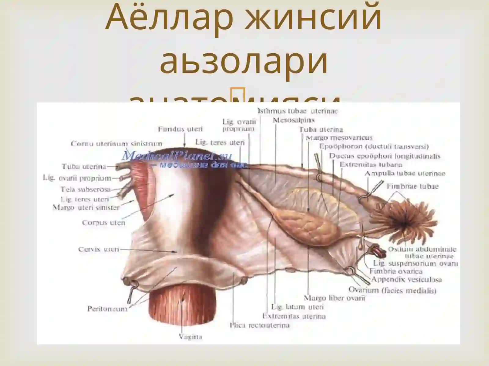 Аёллар жинсий аьзолари жойлашиши 2