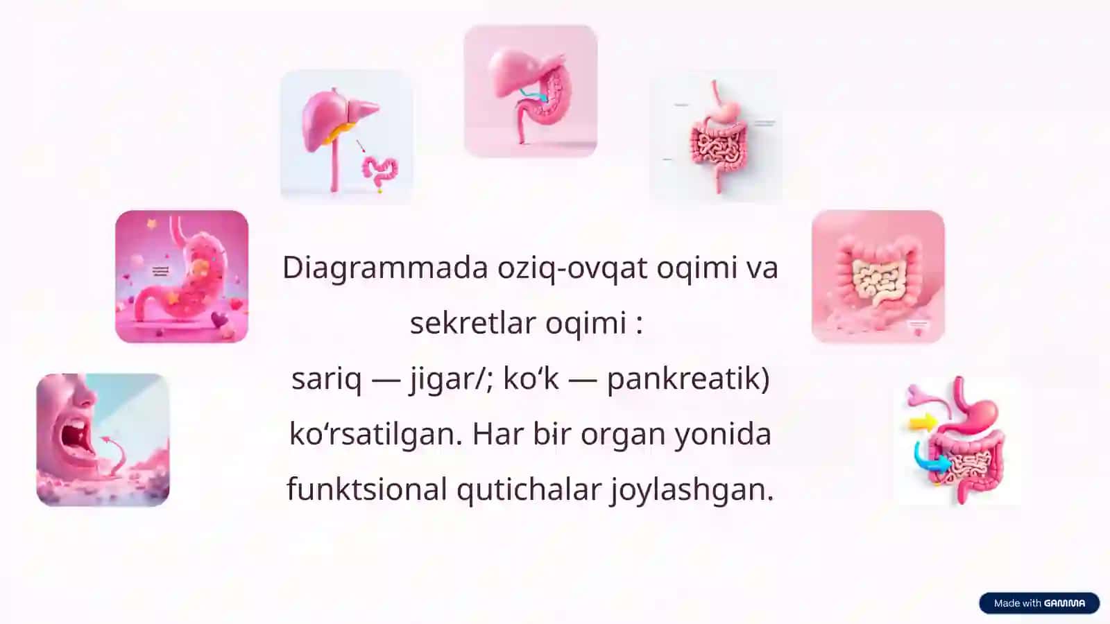 Hazmtizimi — Funksional fiziologiya diagrammasi 2
