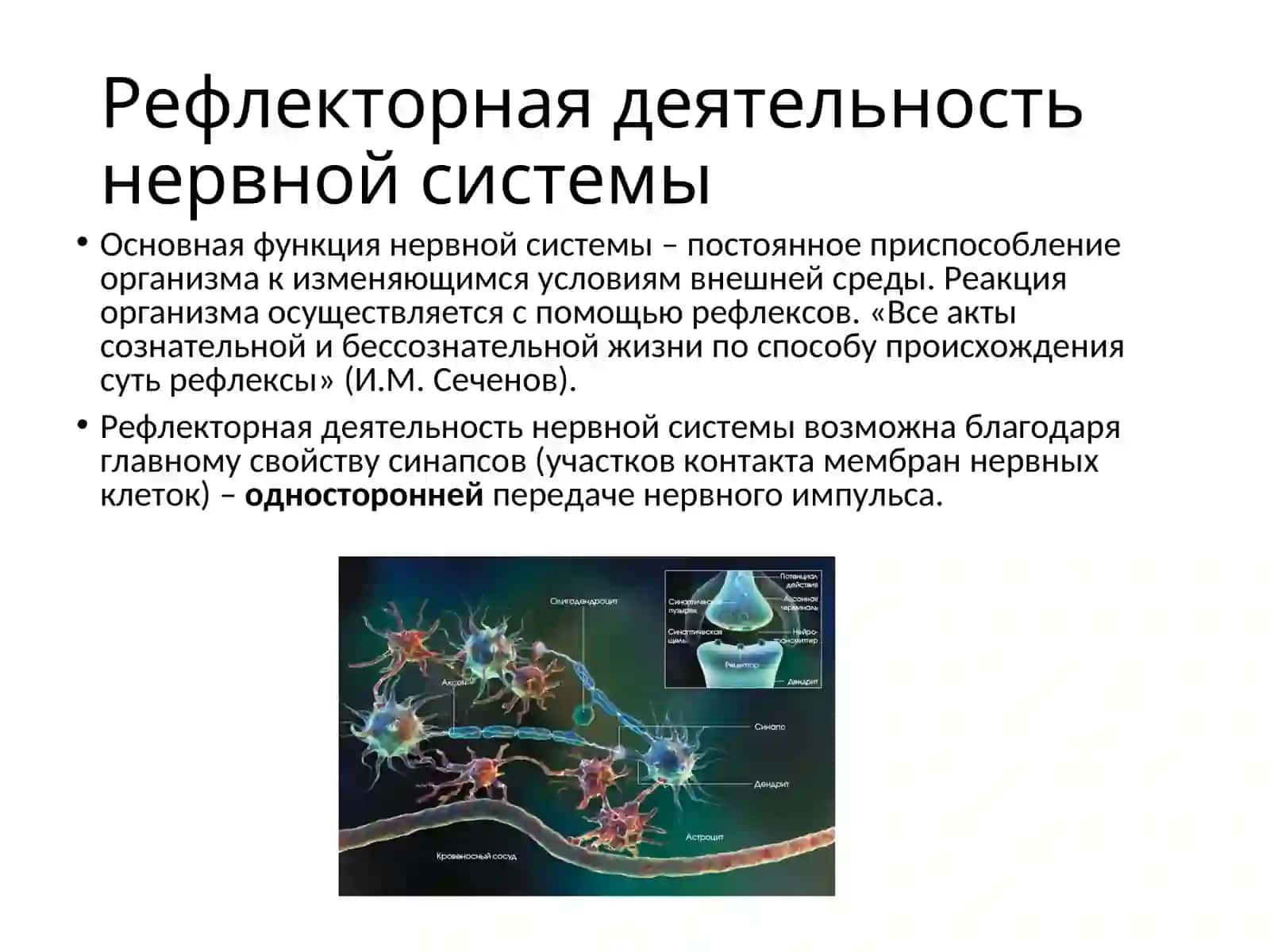 Лекция №6. Простая рефлекторная дуга. Чувствительные проводящие пути. Двигательные проводящие пути 2