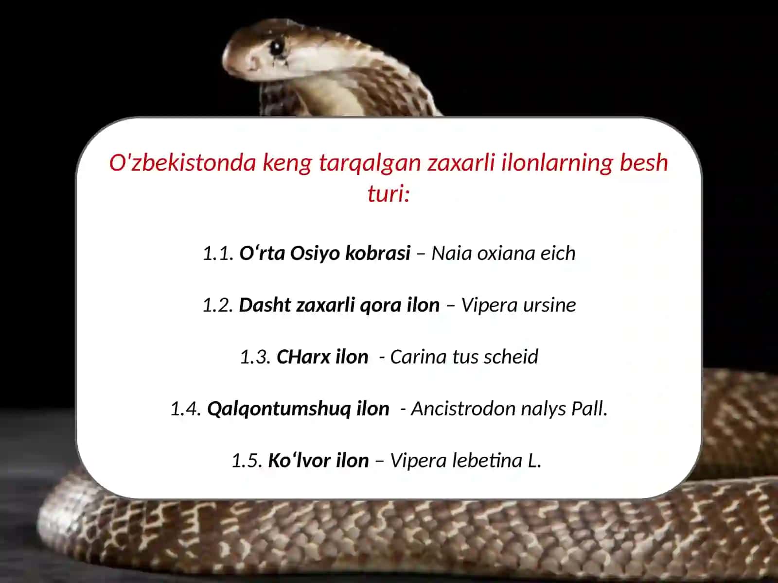 O‘rta Osiyo kobrasi– Naia oxiana eich 2
