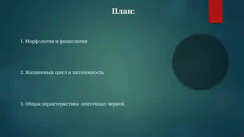 Морфология и физиология ленточных червей 2