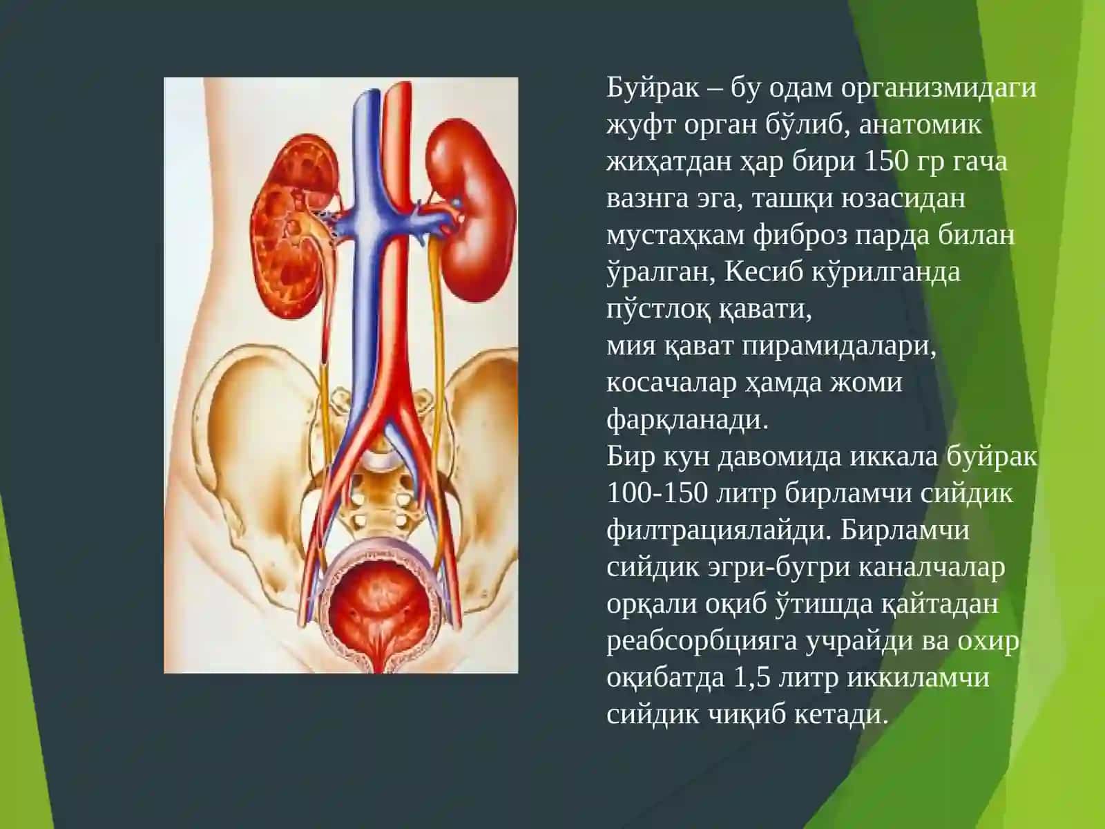 Буйрак касалликлари фармакотерапияси 2