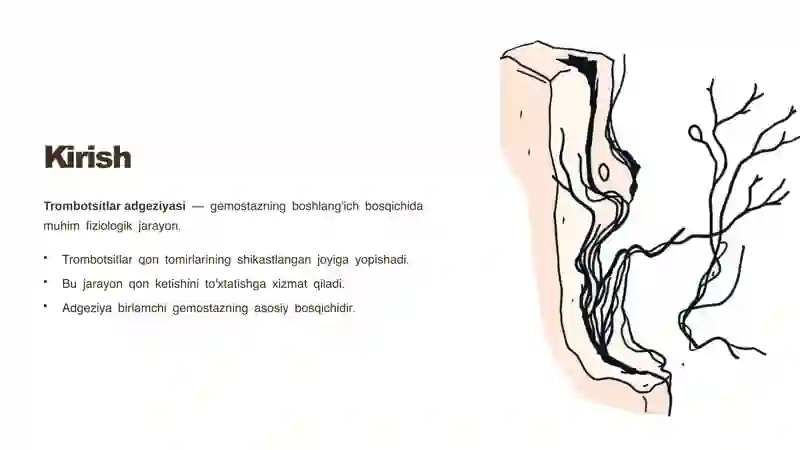 Trombotsitlar adgeziyasi 2
