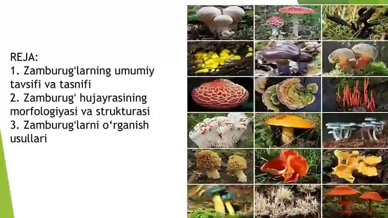 Zamburugʻlar 2