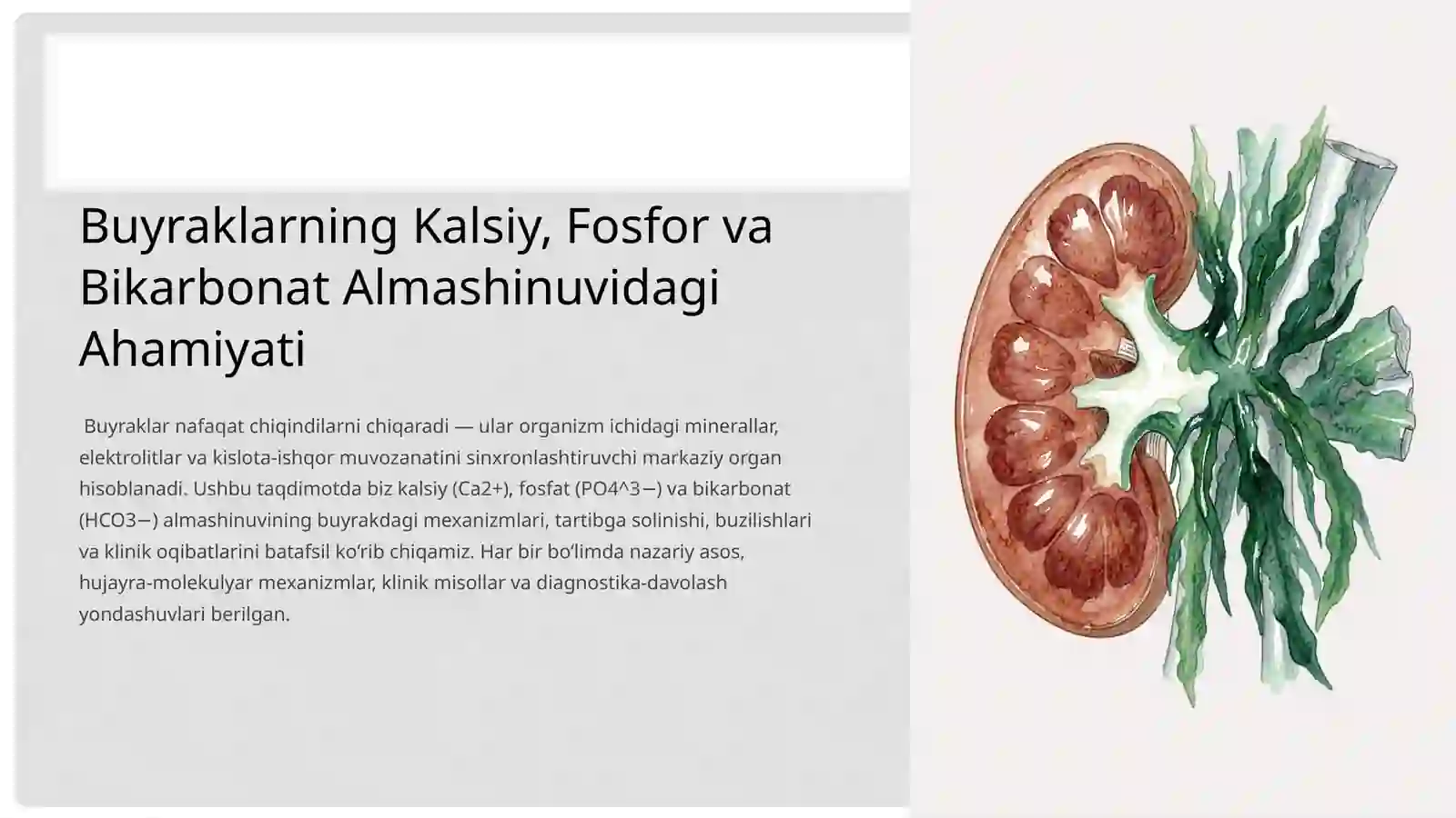 Buyraklarning Kalsiy, Fosfor va Bikarbonat Almashinuvidagi Ahamiyati 2