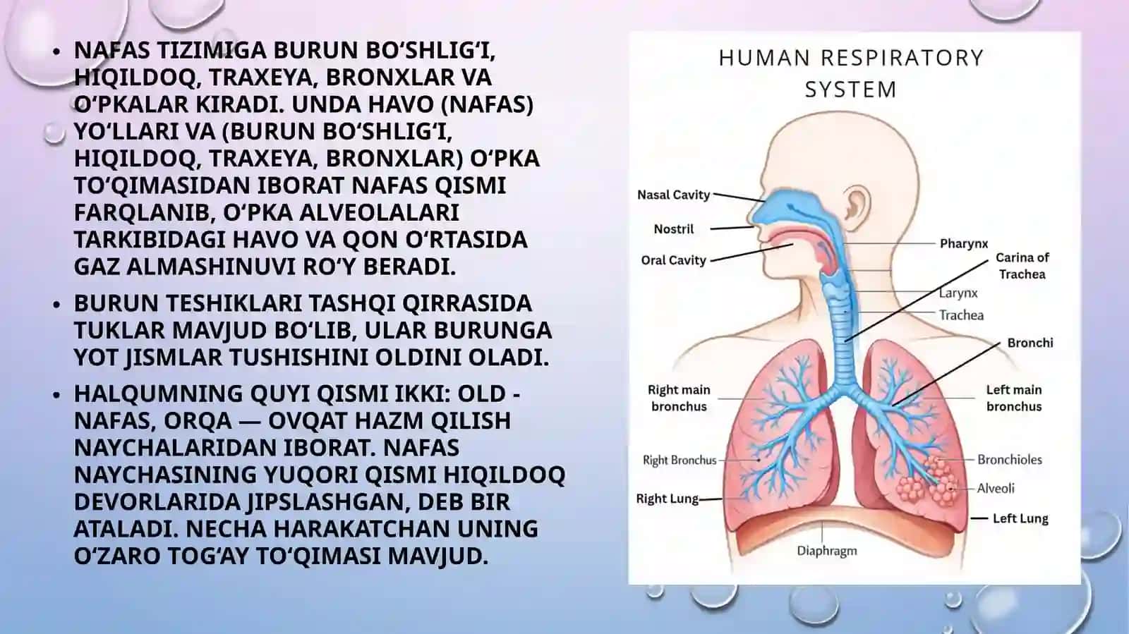 Nafas a’zolari kasalliklari bilan bemorlarni tekshirish usullari. Nafas a’zolari kasalliklari bilan bemorlarni so‘rab-surishtirish. Ko‘krak qafasini ko‘zdan kechirish.  Ko‘krak qafasi palpatsiyasi. 2