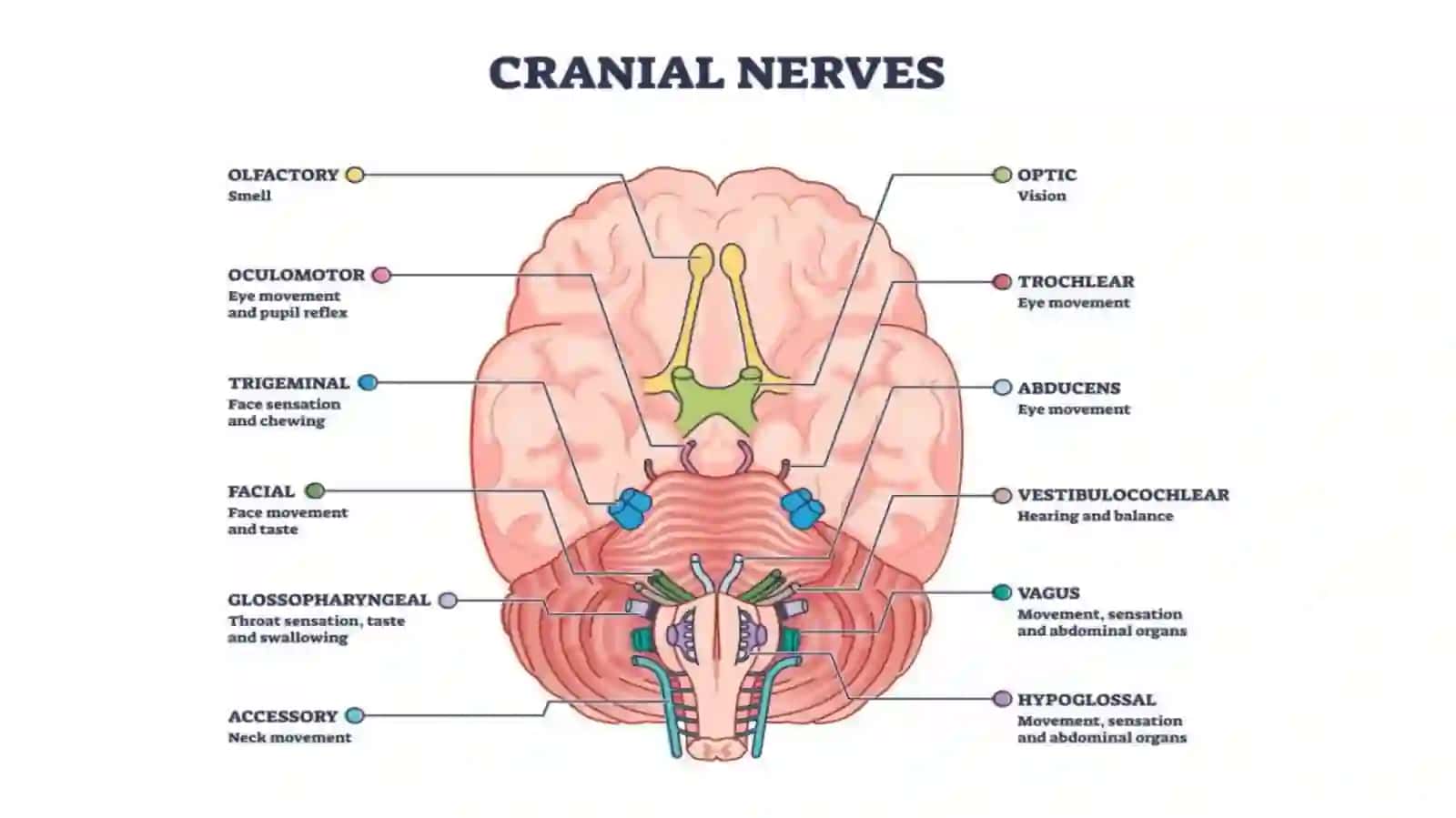 Nervus Trigeminus Nevralgiyasi Patogenezivasindromlari 2