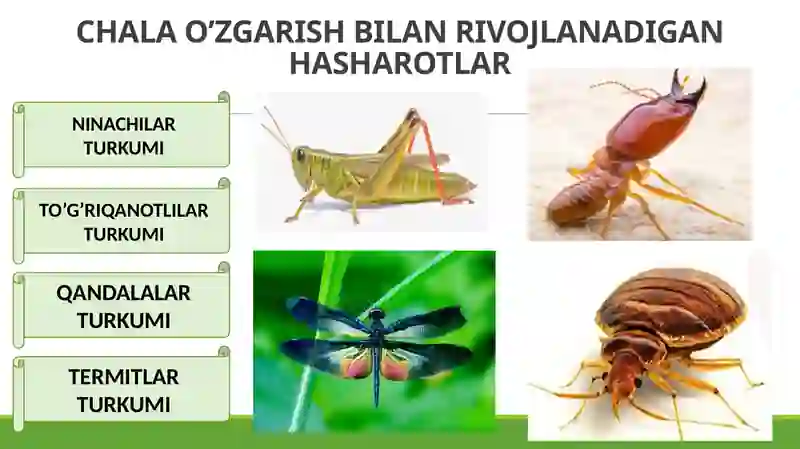 NINACHILAR TURKUMI 2