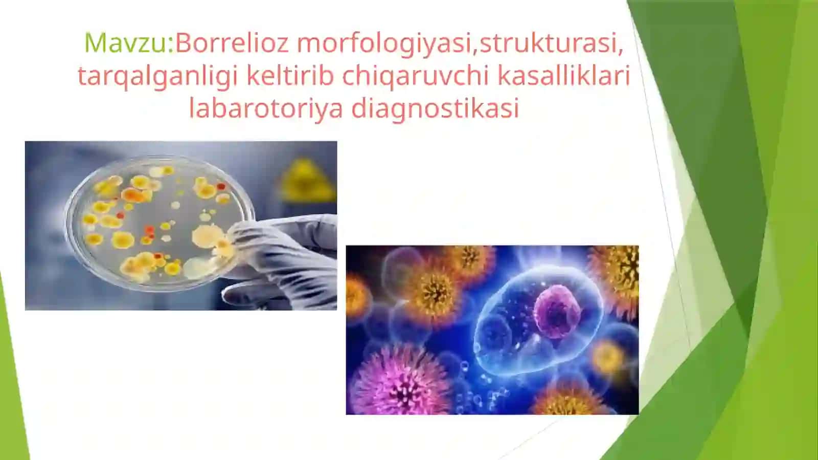 Borreliozmorfologiyasi, strukturasi, tarqalganligi keltirib chiqaruvchi kasalliklari laboratoriyadiagnostikasi 2