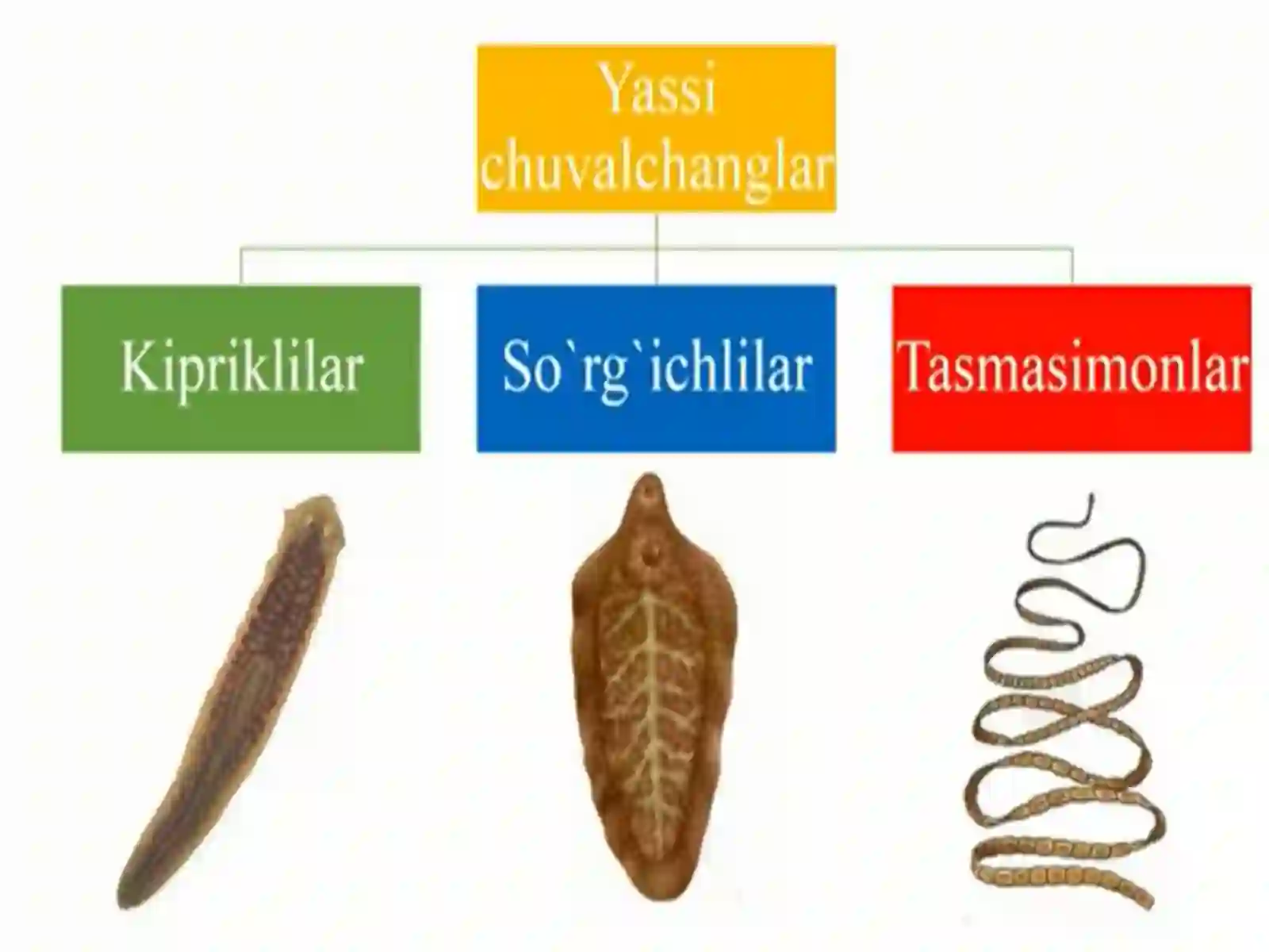 Yassi va to'garak chuvalchanglar tipi 2