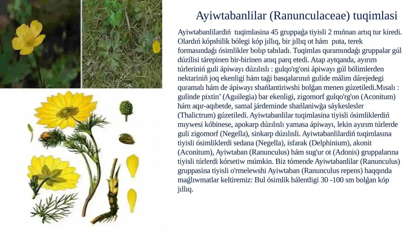 Ayiwtabanlilar tuqimlasi (dárilik tùrleri, biologiyasi, ekologiyasi, areali hám xaliq xojaliǵindaǵi áhmiyeti) 2