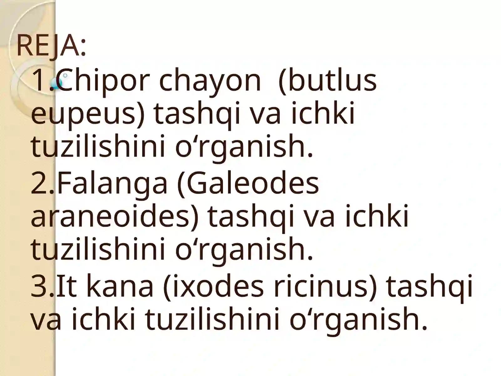 Chiporchayon (butlus eupeus), Falanga (Galeodes araneoides) va It kana (ixodes ricinus) tashqiva ichki tuzilishini o‘rganish 2