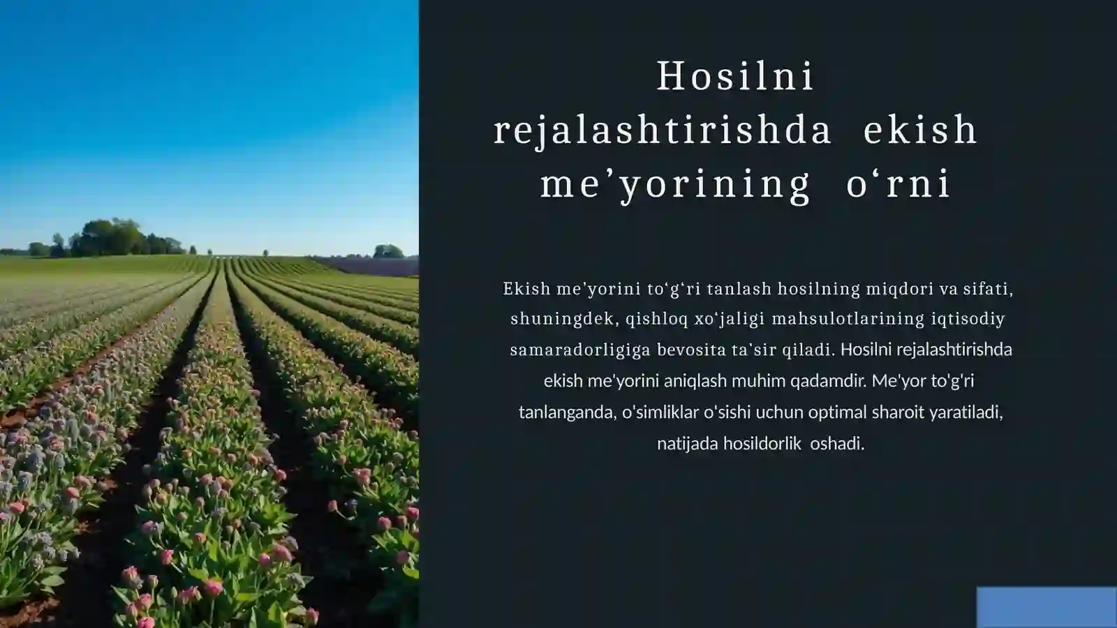 Hosilni  rejalashtirishda  ekish  me’yorining  o‘rni 2
