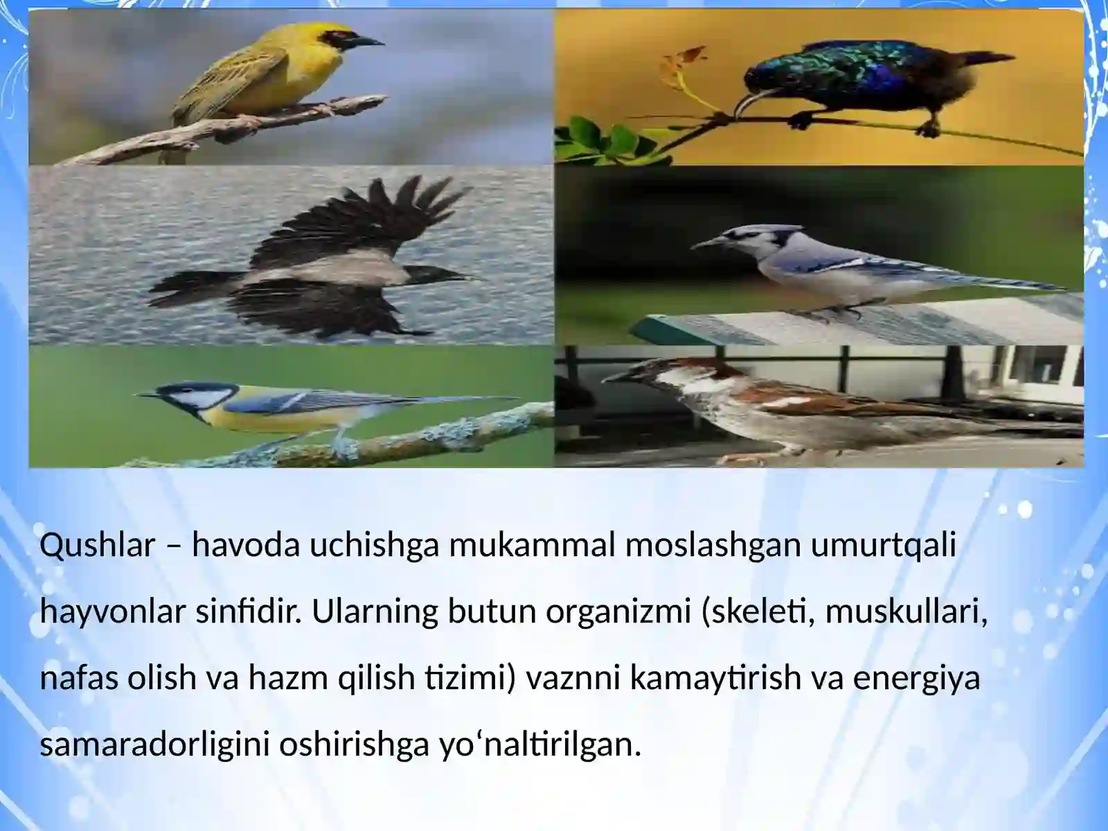 Qushlarning uchishga moslanish belgilari, uchish xillari 2