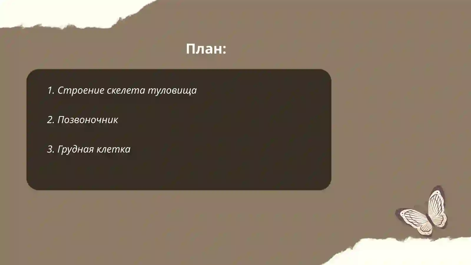 Скелет туловища 2