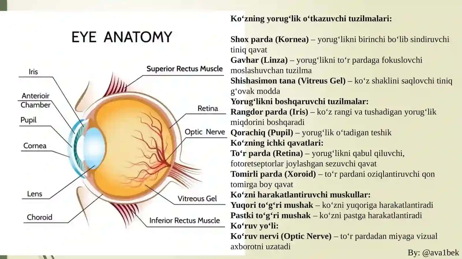 Ko‘ruvsensortizimi:To’r parda va Fotoreseptorlar fiziologiyasi 2