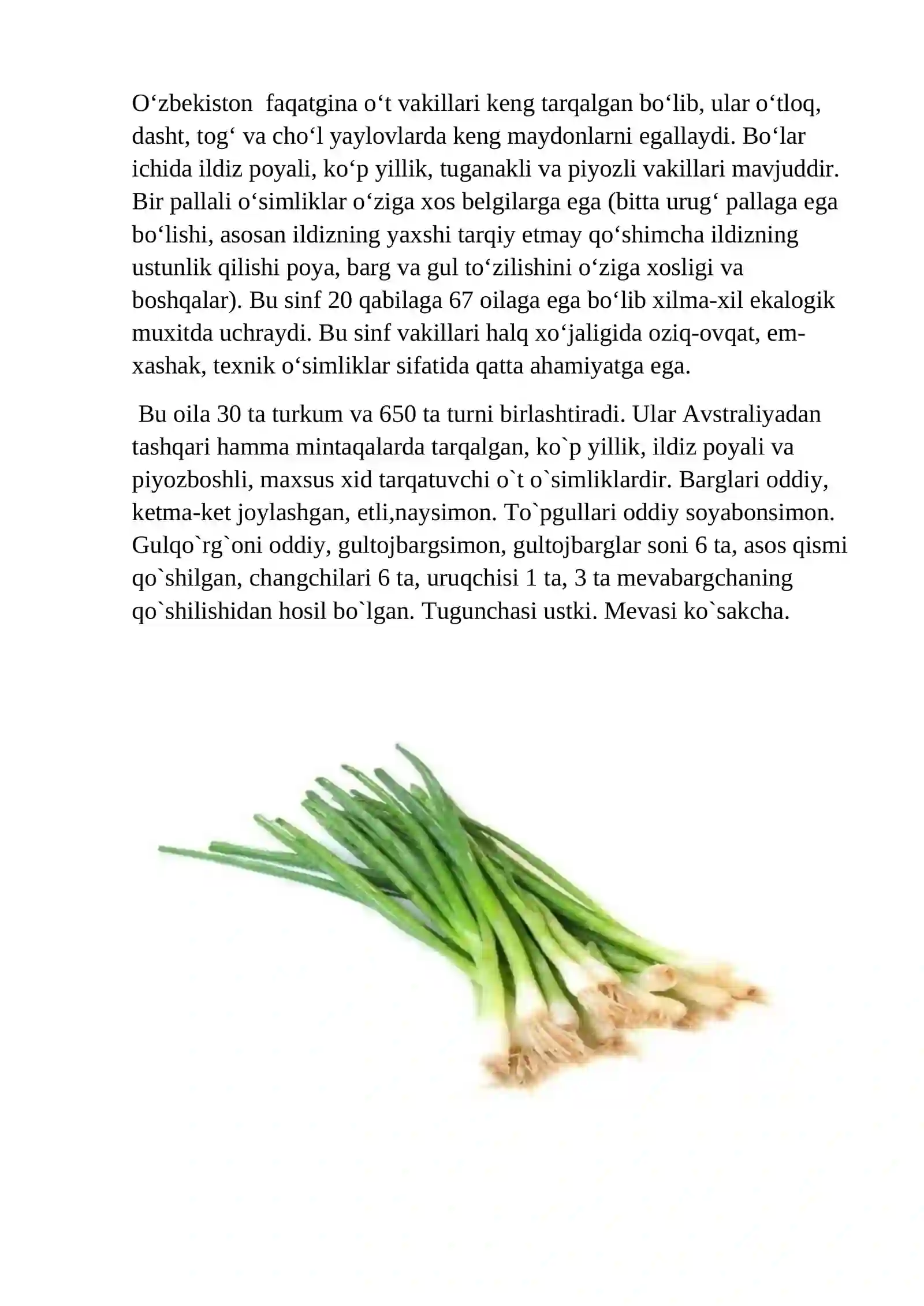 Piyozdoshlar (Alliaceae) oilasidagi turlar biologiyasi, ekologiyasi, areali va xalq xo`jaligidagi ahamiyati 2