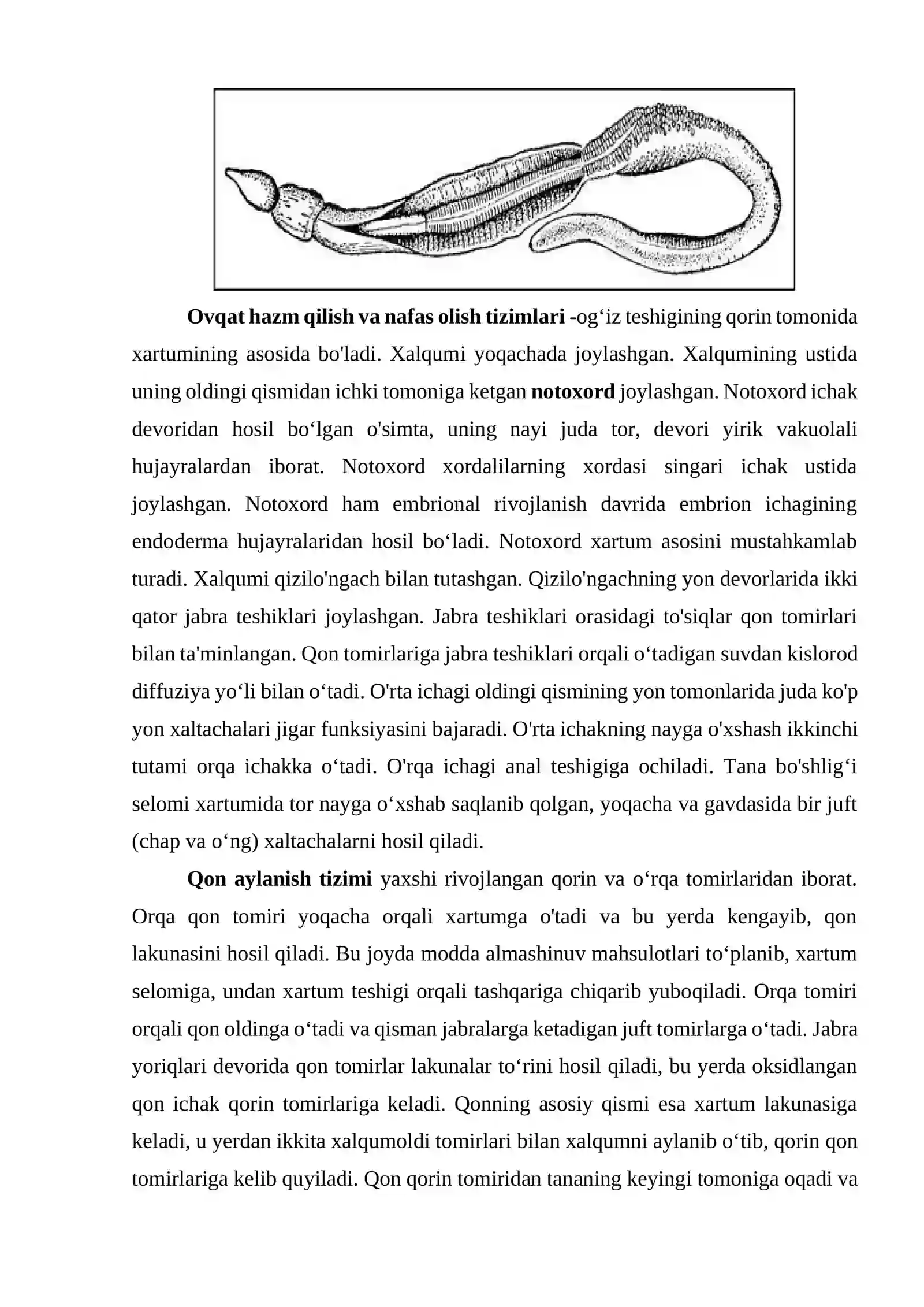 Chala xordalilar tipi - HEMICHORDATА 2