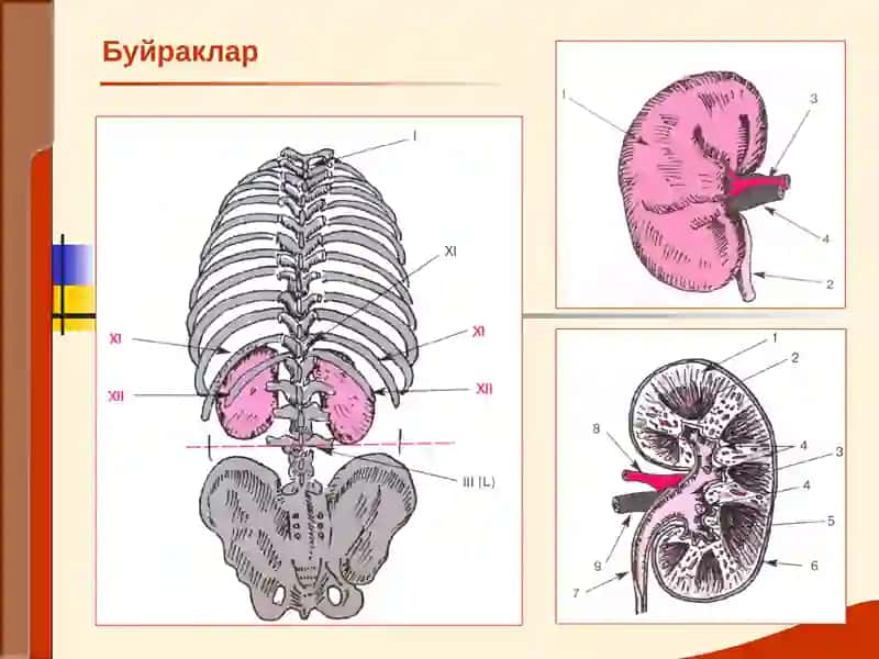 БУЙРАК КАСАЛЛИКЛАРИ БИЛАН КАСАЛЛАНГАН БЕМОРЛАРНИ ТЕКШИРИШ. АСОСИЙ КЛИНИК СИНДРОМЛАР. БУЙРАК ЕТИШМОВЧИЛИГИ 2