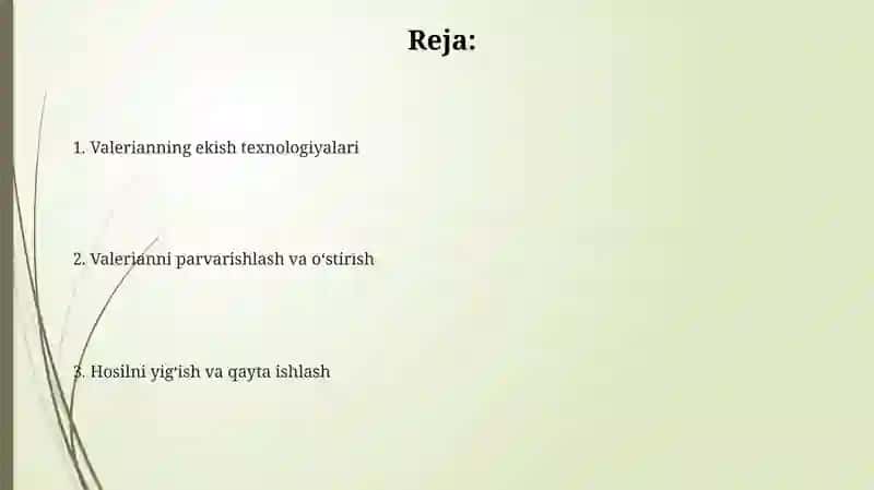 Valeriana oʻsimligini yetishtirish texnologiyasi 2