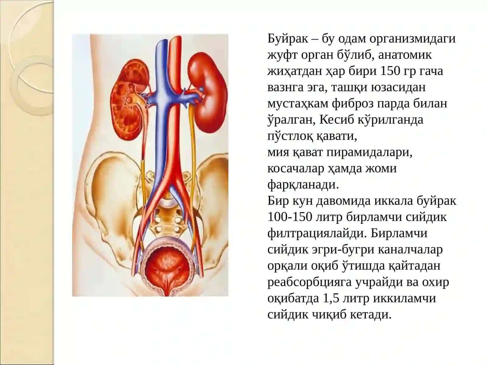 Буйрак Касалликлари, Уларнинг Патофизиологиясива Фармакотерапия Асослари 2