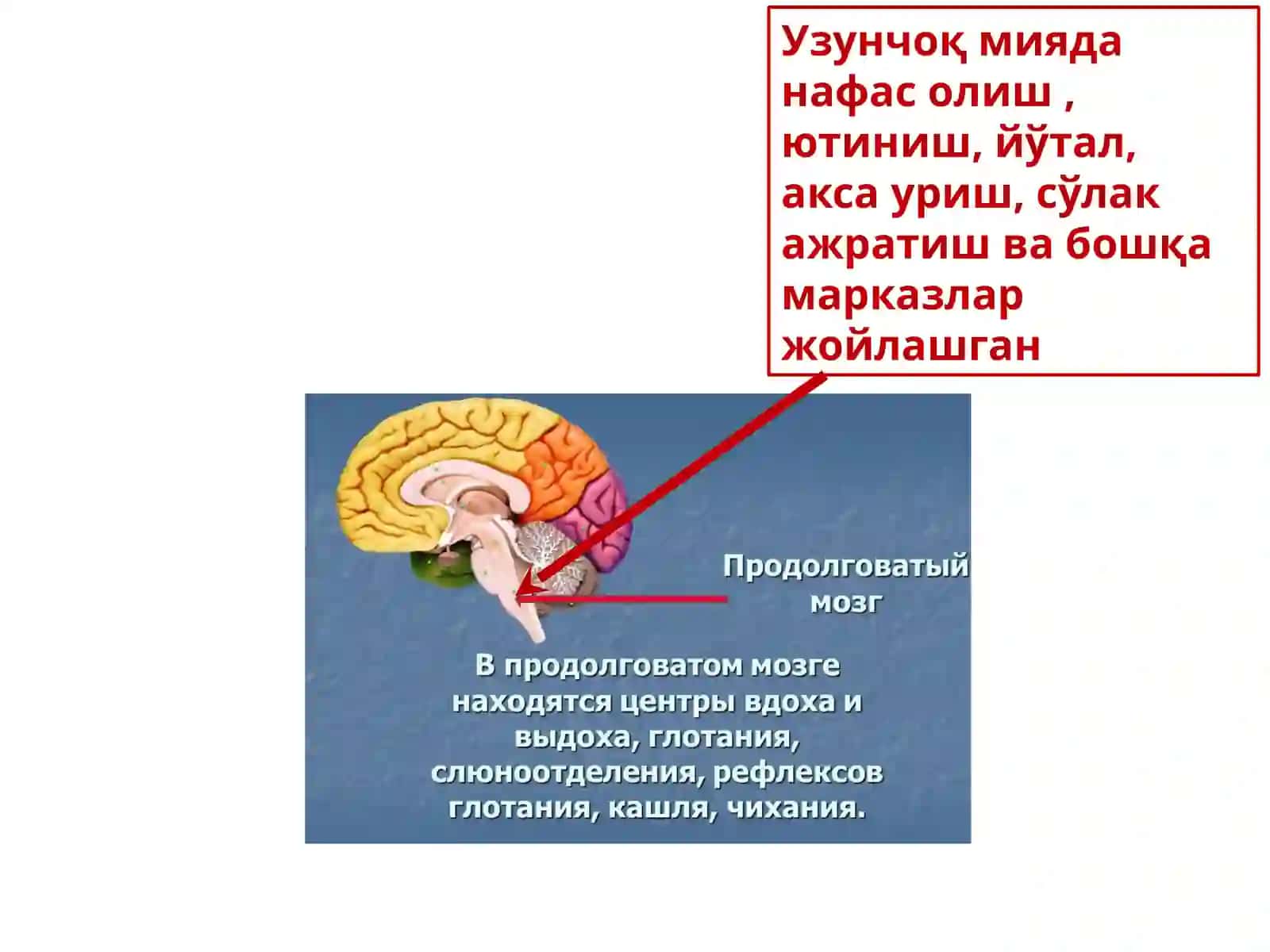 Средства, влияющие на функции органов дыхания 2