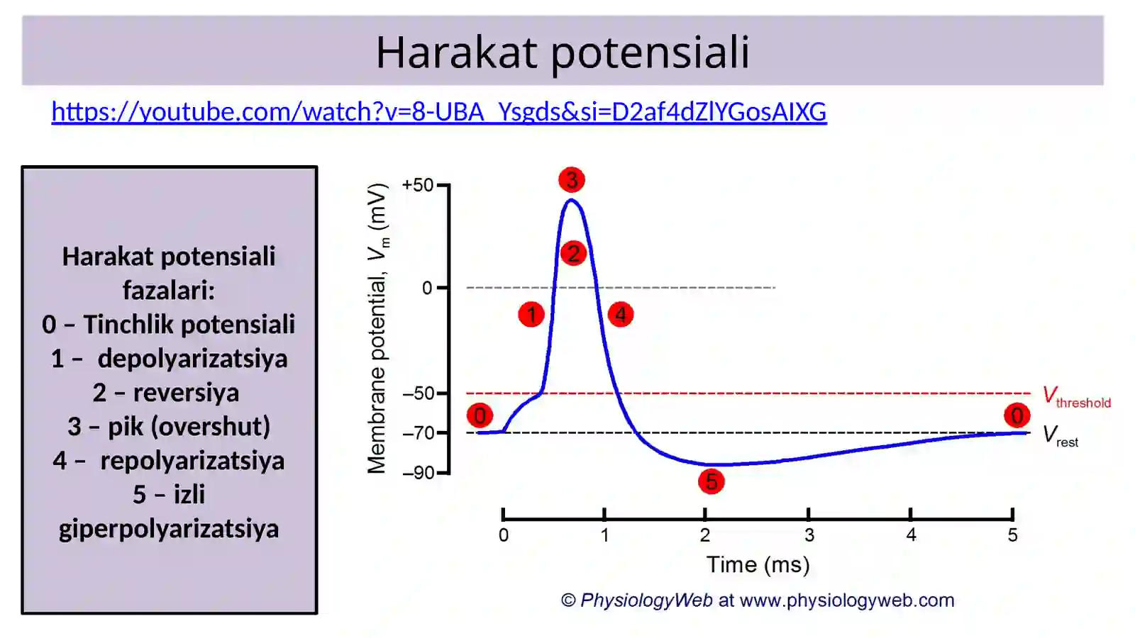 Nerv tolalari va sinapslar fiziologiyasi. Muskullar fiziologiyasi 2