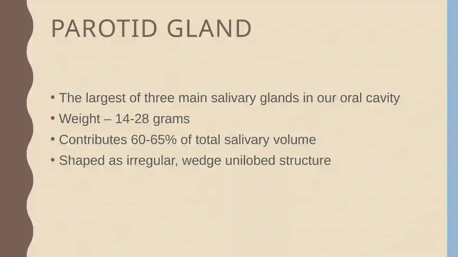Parotid gland anatomy 2