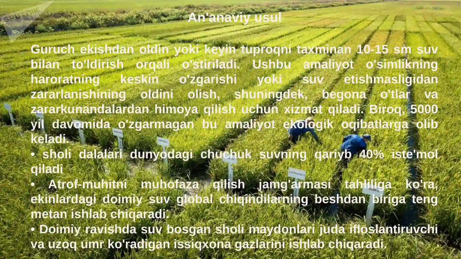 Agro tizimi 2