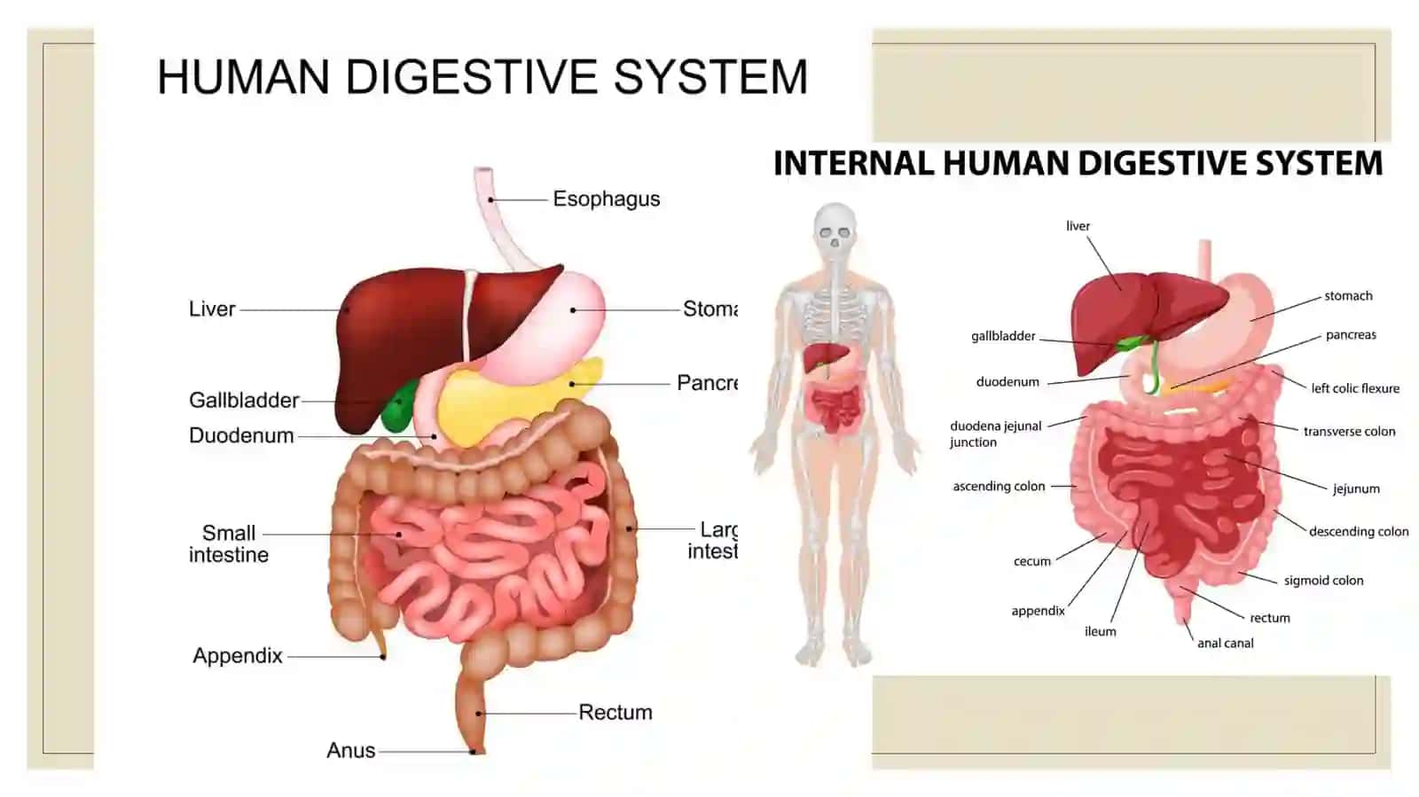 Everything starts in your gut! 2